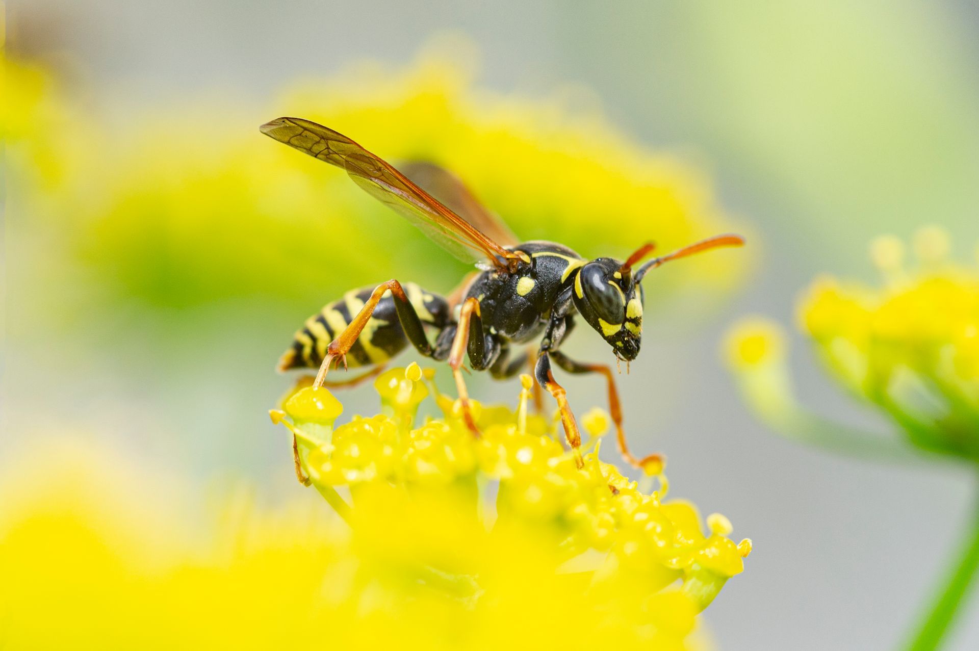 Wasp with yellow and black stripes, perched on a bright yellow flower.