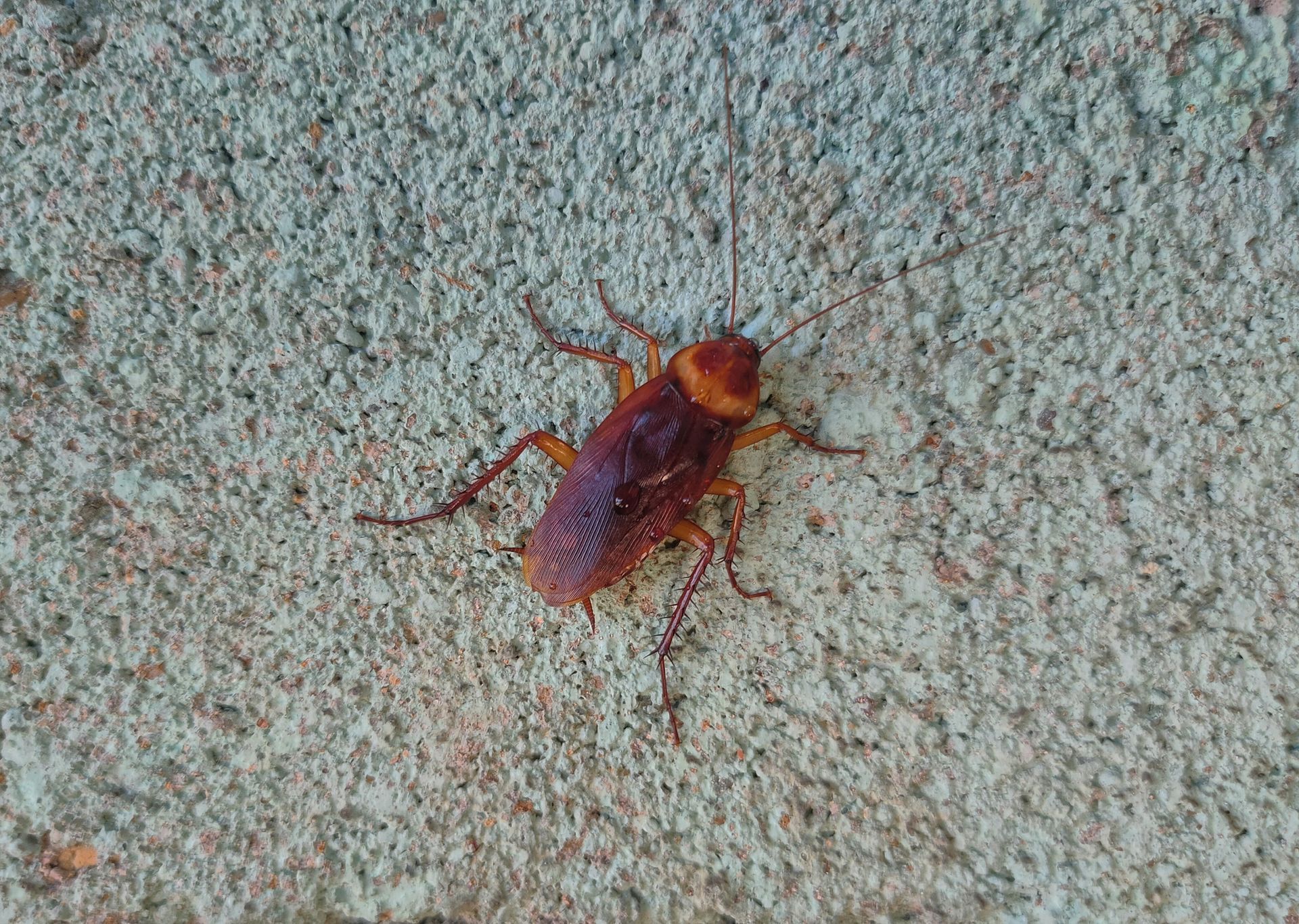A group of Madagascar hissing cockroaches, clustered together, with orange and black segmented bodies.