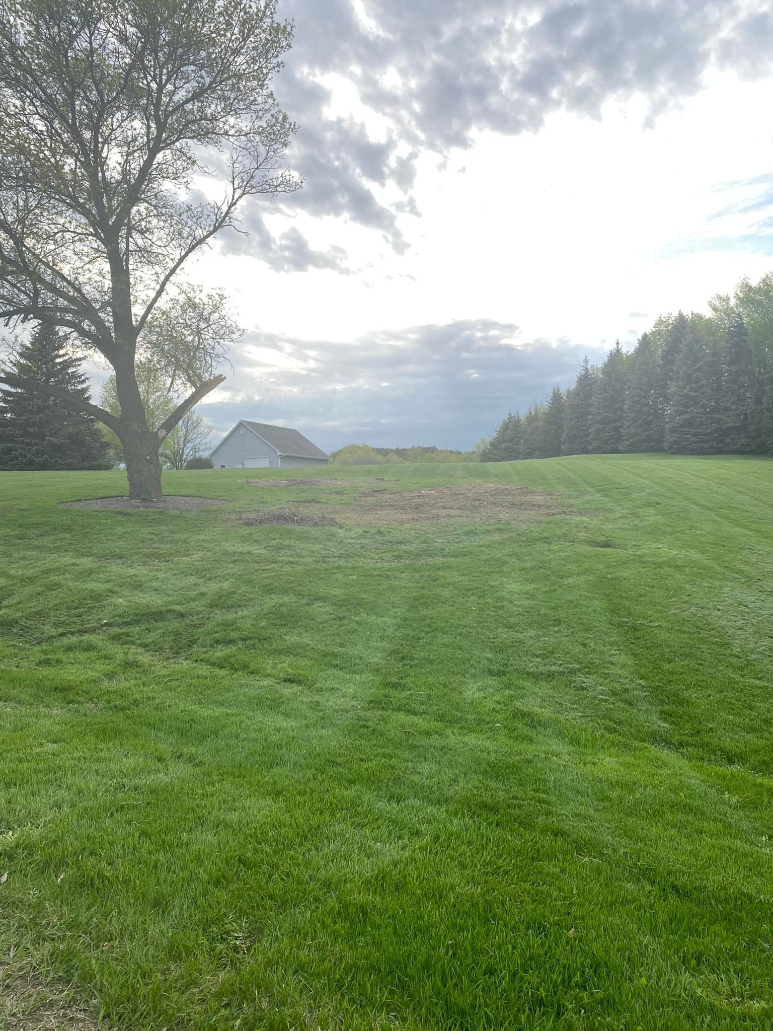 A large lush green field with a tree in the middle of it.