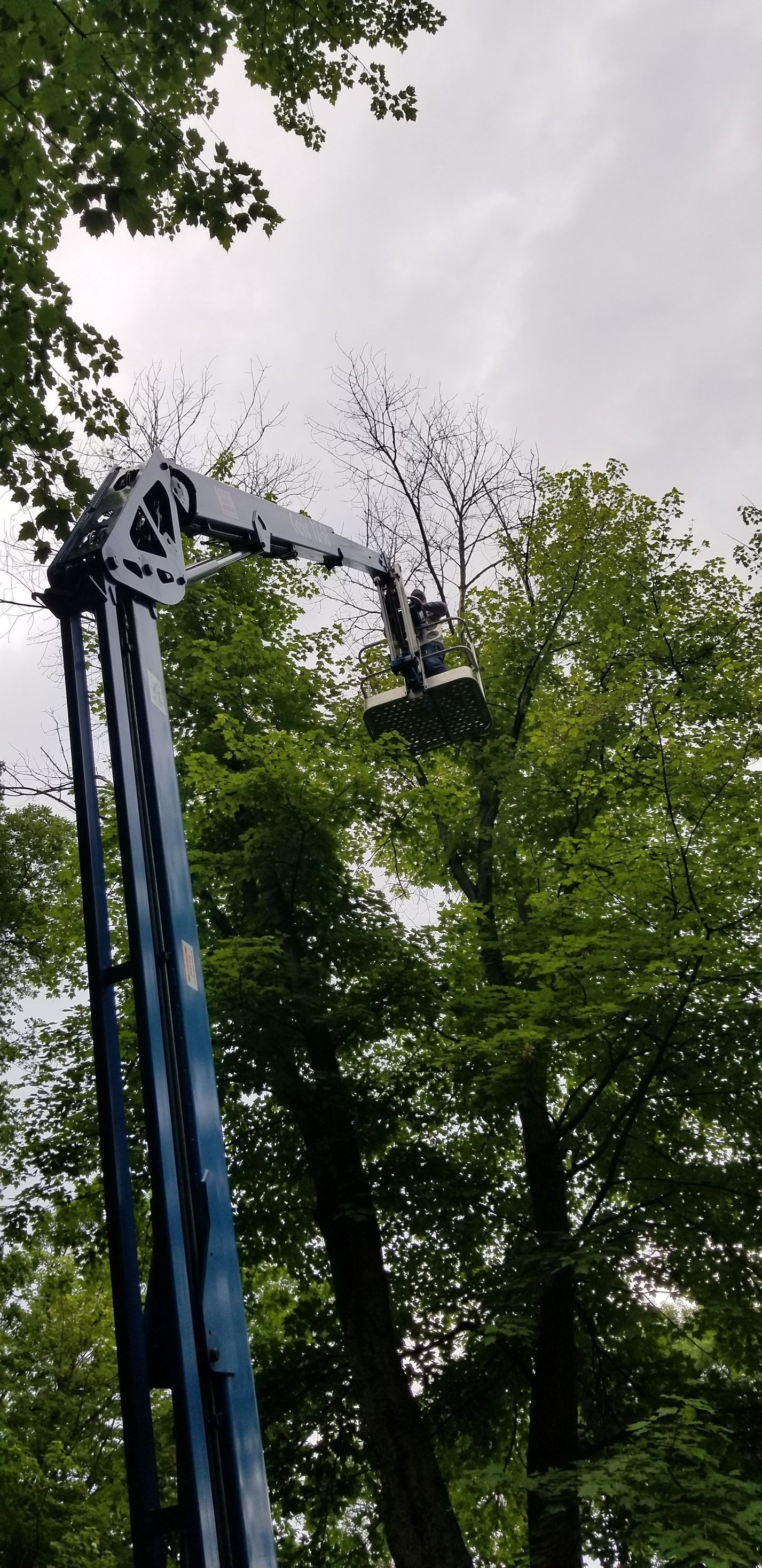 A crane is cutting a tree in the woods.