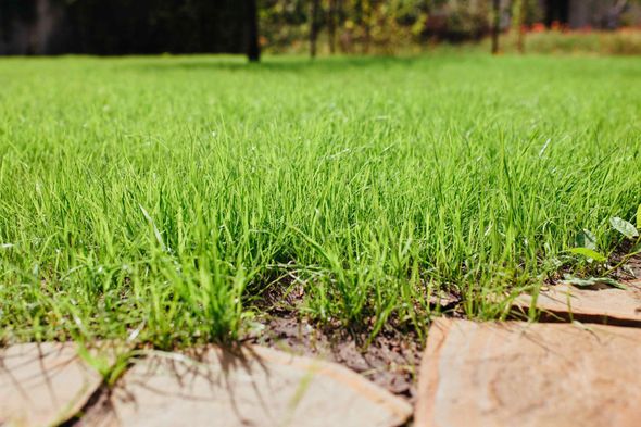 Healthy Lawns by K-Pro Lawn Spraying