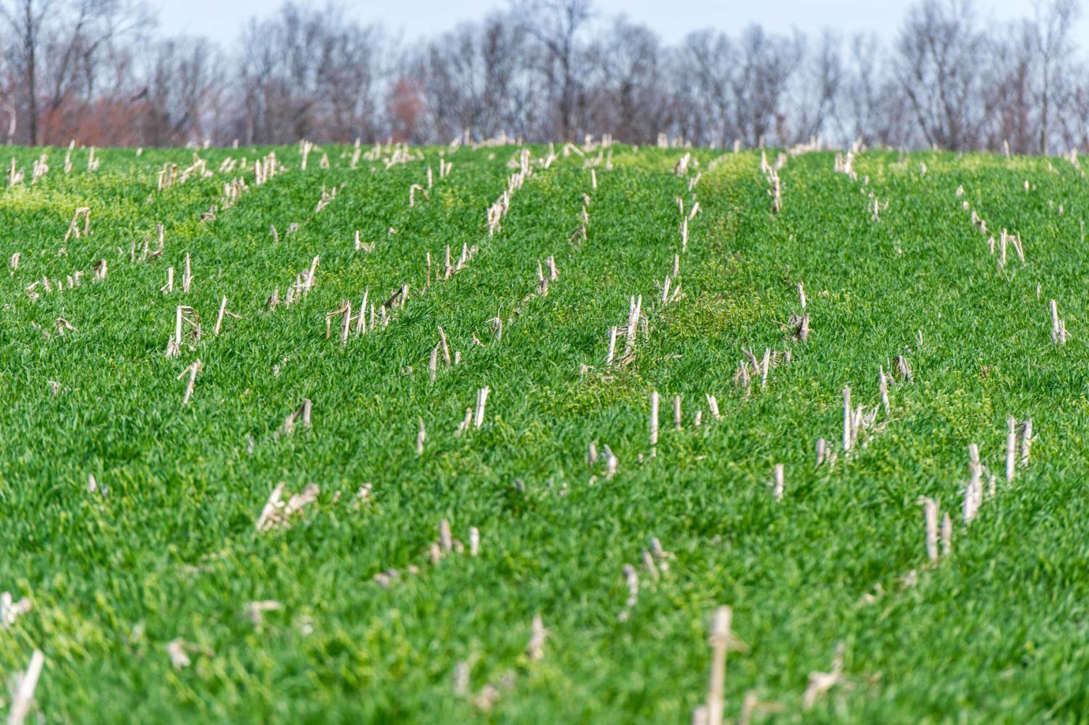Cover crops growing over old corn stalks