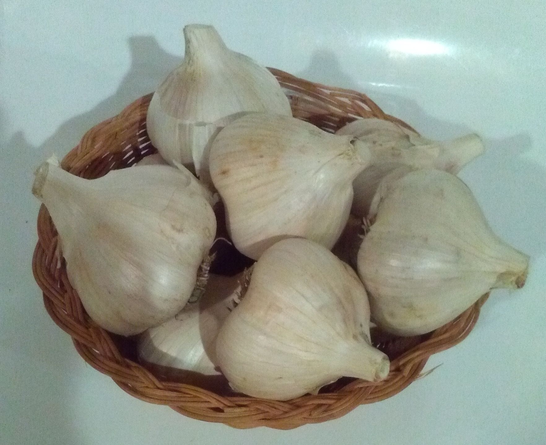 Gertie Garlic Bulb