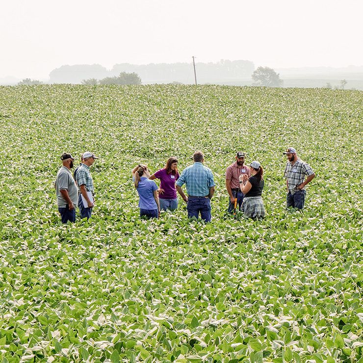Soybeans