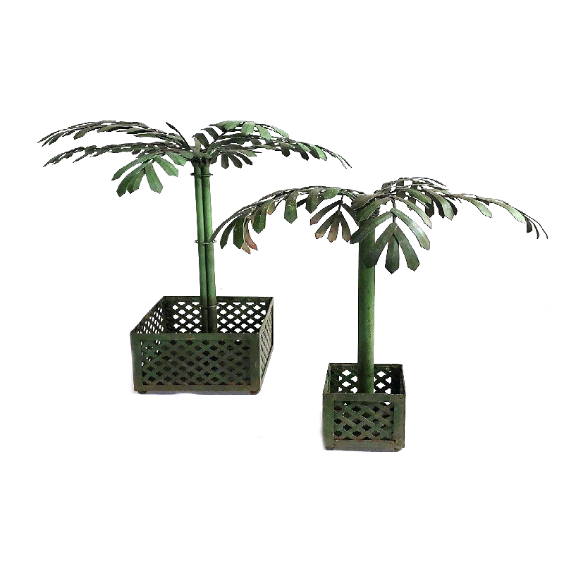 Coqueiro Ferro Verde