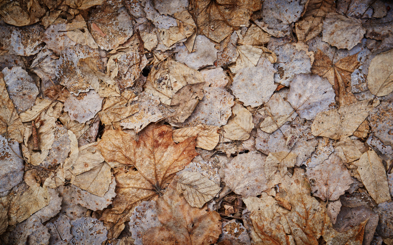 dead leaves