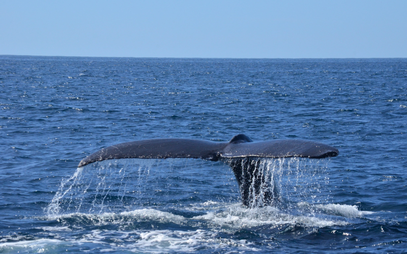 whale watching