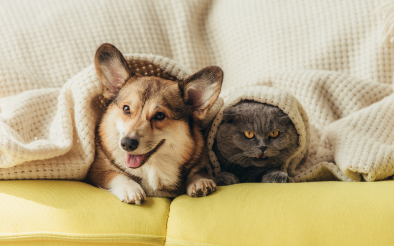 moving with pets