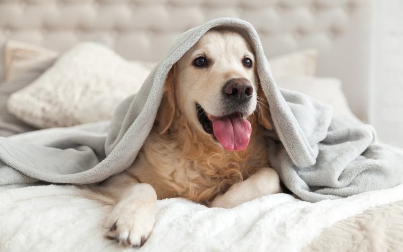 Happy dog
