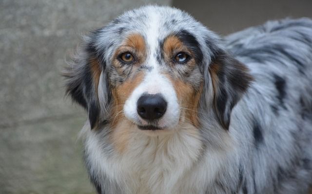 Australian Shepherd excels in dog agility