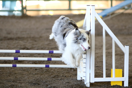 Dog agility techniques, equipment, training, dog health, books and more Dog Agility