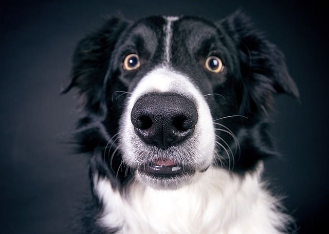 Border Collies cand do well in dog agility
