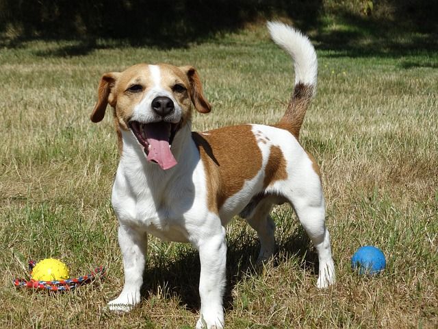 Jack Russell Terriers are quick and agile good for dog agility