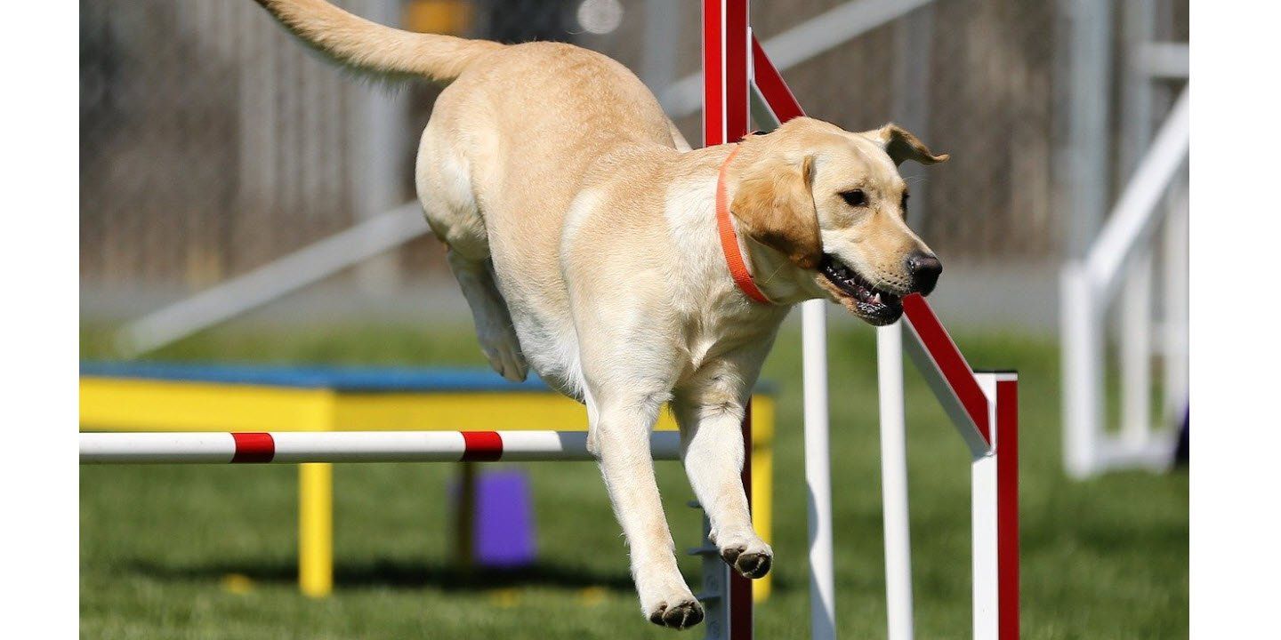 Get more speed by rewarding more often in practice. speedy Golden jumps in dog agility