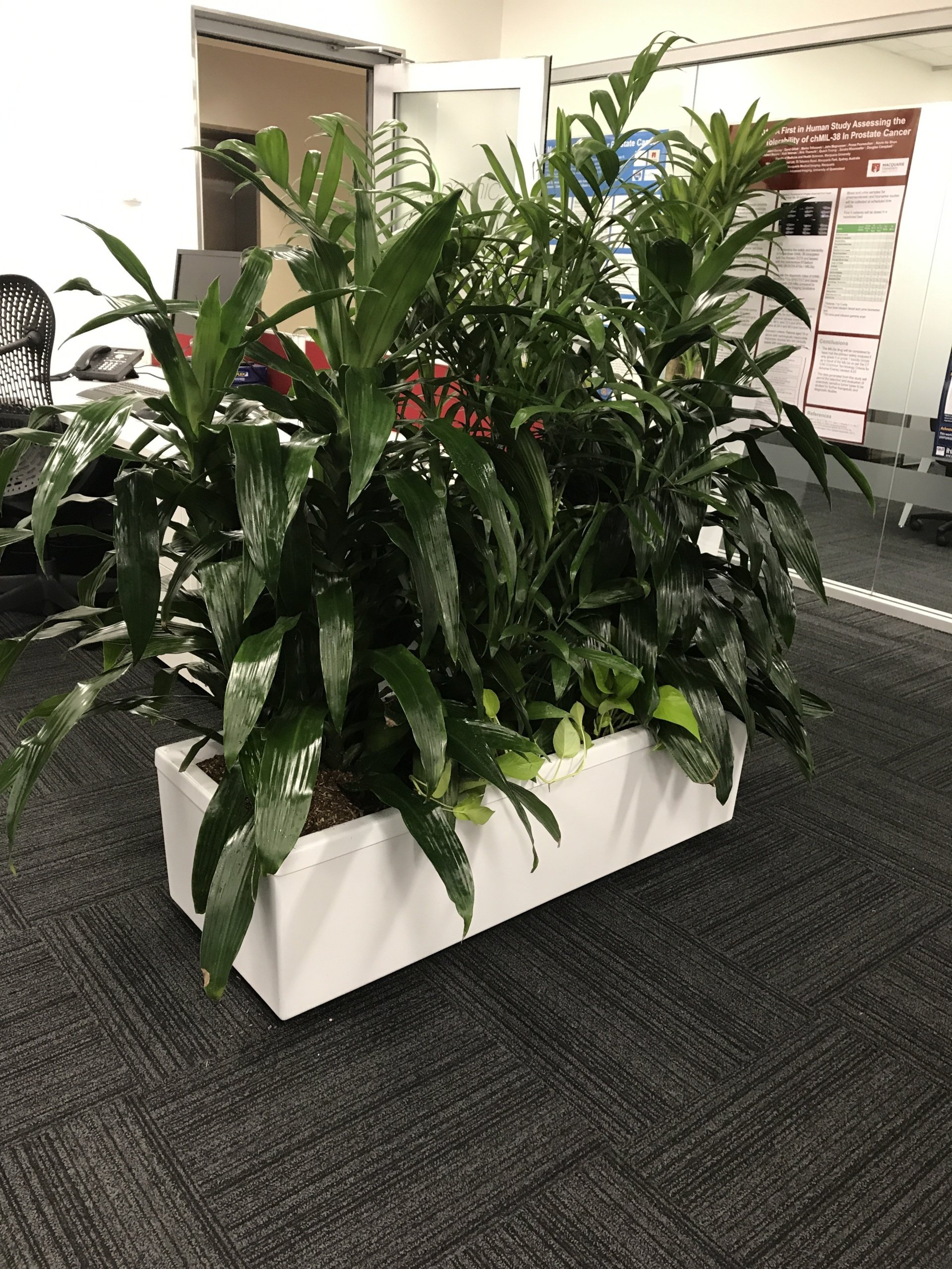 Planter Troughs | Gymea Bay, NSW | Office Oasis