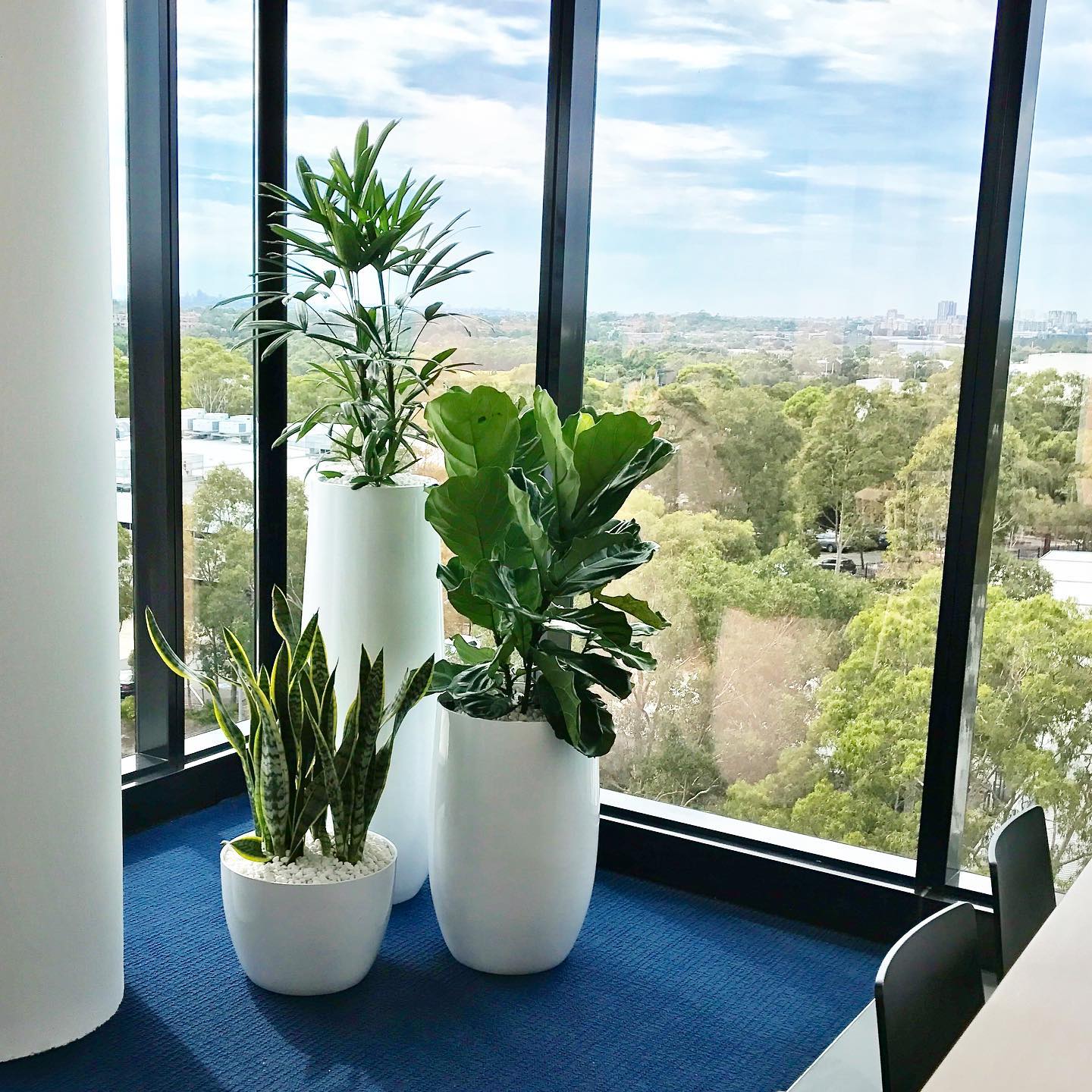 Ceramalite — Gymea Bay, NSW — Office Oasis Indoor Plant Hire