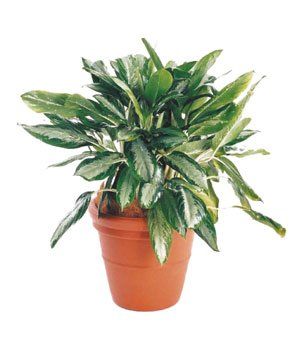 Chinese Evergreen — Gymea Bay, NSW — Office Oasis Indoor Plant Hire