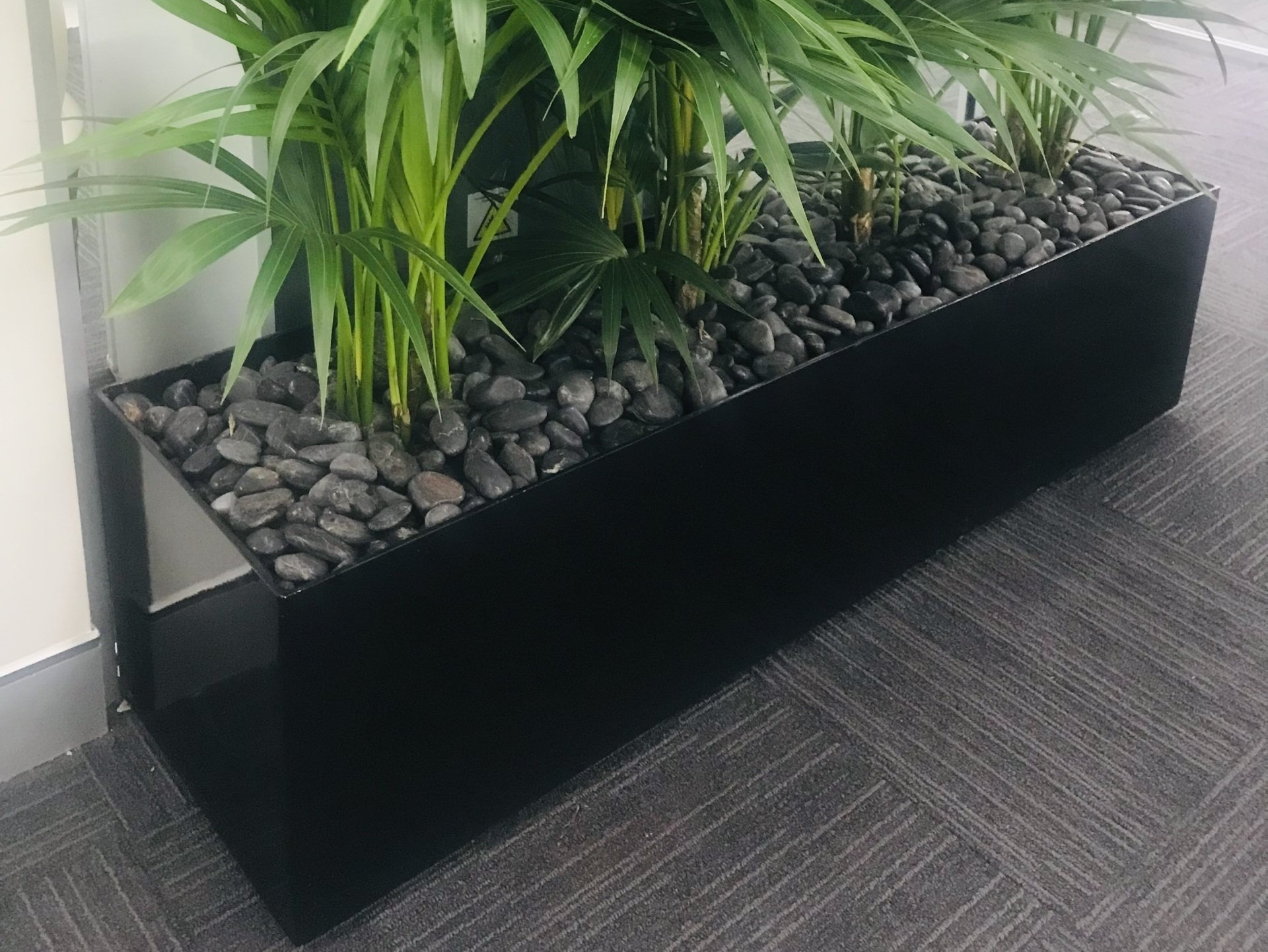 Pebbles — Gymea Bay, NSW — Office Oasis Indoor Plant Hire