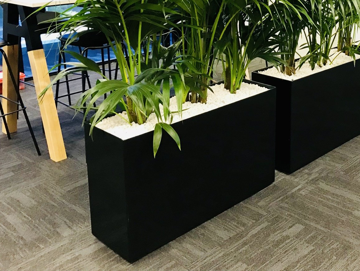 Coloured Pebbles — Gymea Bay, NSW — Office Oasis Indoor Plant Hire