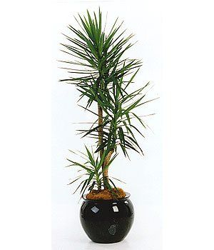 Yucca Cane — Gymea Bay, NSW — Office Oasis Indoor Plant Hire