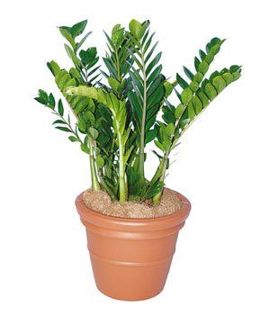 Zanzibar — Gymea Bay, NSW — Office Oasis Indoor Plant Hire