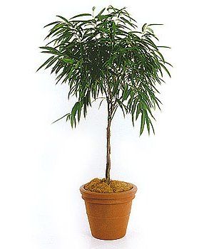 Sabre — Gymea Bay, NSW — Office Oasis Indoor Plant Hire