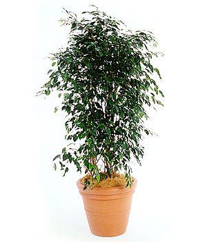 Black Ficus — Gymea Bay, NSW — Office Oasis Indoor Plant Hire