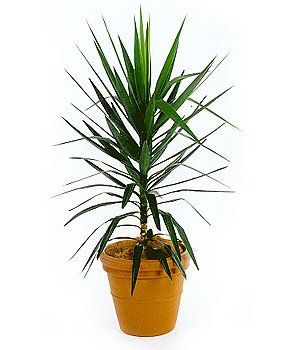 Yucca — Gymea Bay, NSW — Office Oasis Indoor Plant Hire