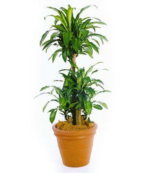 Happy Plant — Gymea Bay, NSW — Office Oasis Indoor Plant Hire