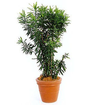 Malay Stripe — Gymea Bay, NSW — Office Oasis Indoor Plant Hire