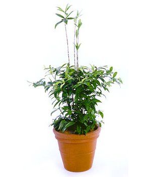 Gold Dust — Gymea Bay, NSW — Office Oasis Indoor Plant Hire