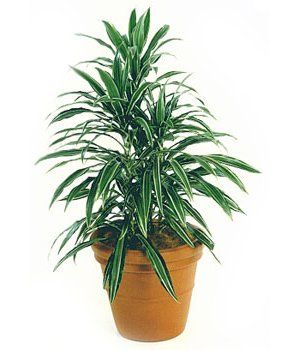 Silver Stripe — Gymea Bay, NSW — Office Oasis Indoor Plant Hire