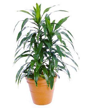 Corn Plant — Gymea Bay, NSW — Office Oasis Indoor Plant Hire