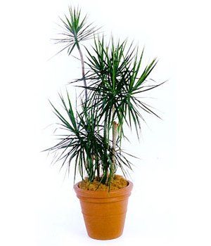 Dragon Tree — Gymea Bay, NSW — Office Oasis Indoor Plant Hire