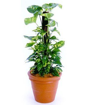 Pothos — Gymea Bay, NSW — Office Oasis Indoor Plant Hire