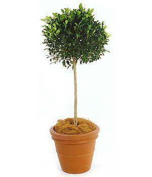 Emerald Topiary — Gymea Bay, NSW — Office Oasis Indoor Plant Hire