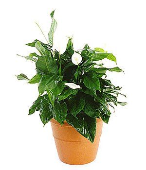 Peace Lily — Gymea Bay, NSW — Office Oasis Indoor Plant Hire