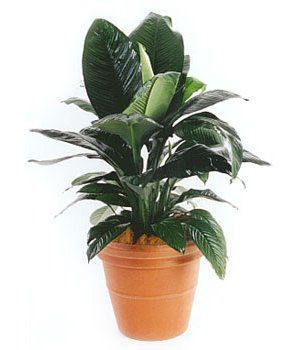 Sensation — Gymea Bay, NSW — Office Oasis Indoor Plant Hire