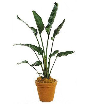 Bird of Paradise — Gymea Bay, NSW — Office Oasis Indoor Plant Hire