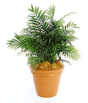 Parlour Palm — Gymea Bay, NSW — Office Oasis Indoor Plant Hire