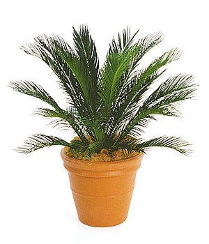 Sago Palm — Gymea Bay, NSW — Office Oasis Indoor Plant Hire