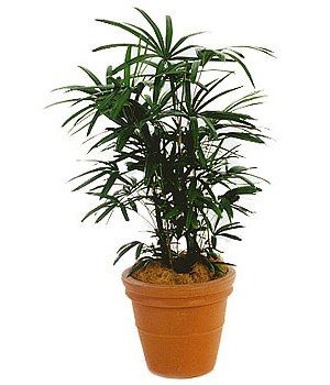 Lady Palm — Gymea Bay, NSW — Office Oasis Indoor Plant Hire