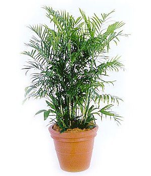 Bamboo Palm — Gymea Bay, NSW — Office Oasis Indoor Plant Hire