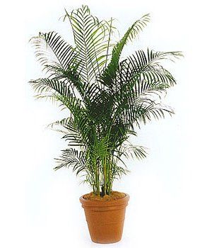 Golden Cane — Gymea Bay, NSW — Office Oasis Indoor Plant Hire