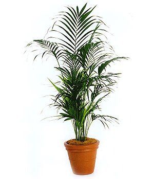 Kentia Palm — Gymea Bay, NSW — Office Oasis Indoor Plant Hire