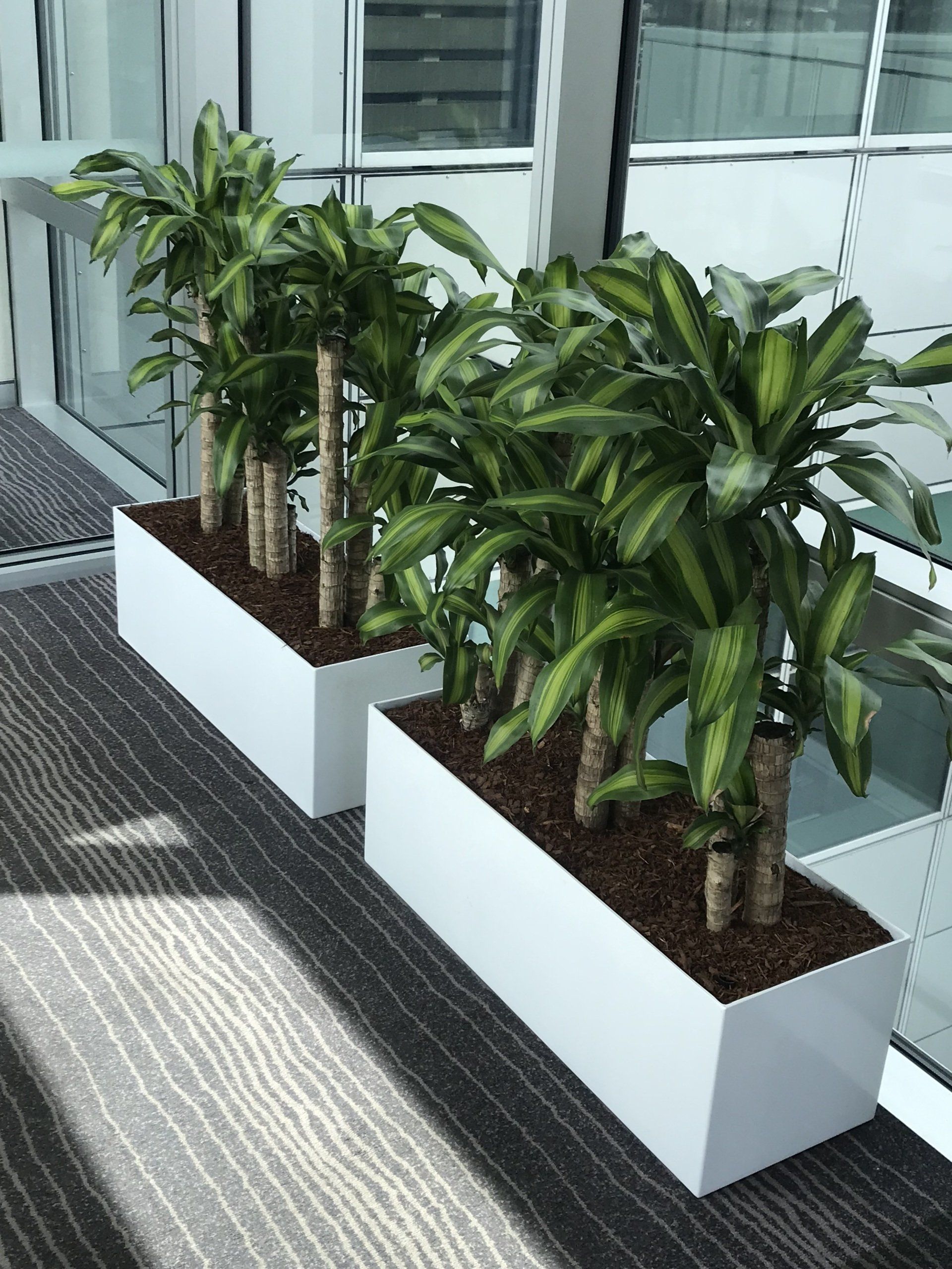 Slimline Grey Fibreglass Trough — Gymea Bay, NSW — Office Oasis Indoor Plant Hire