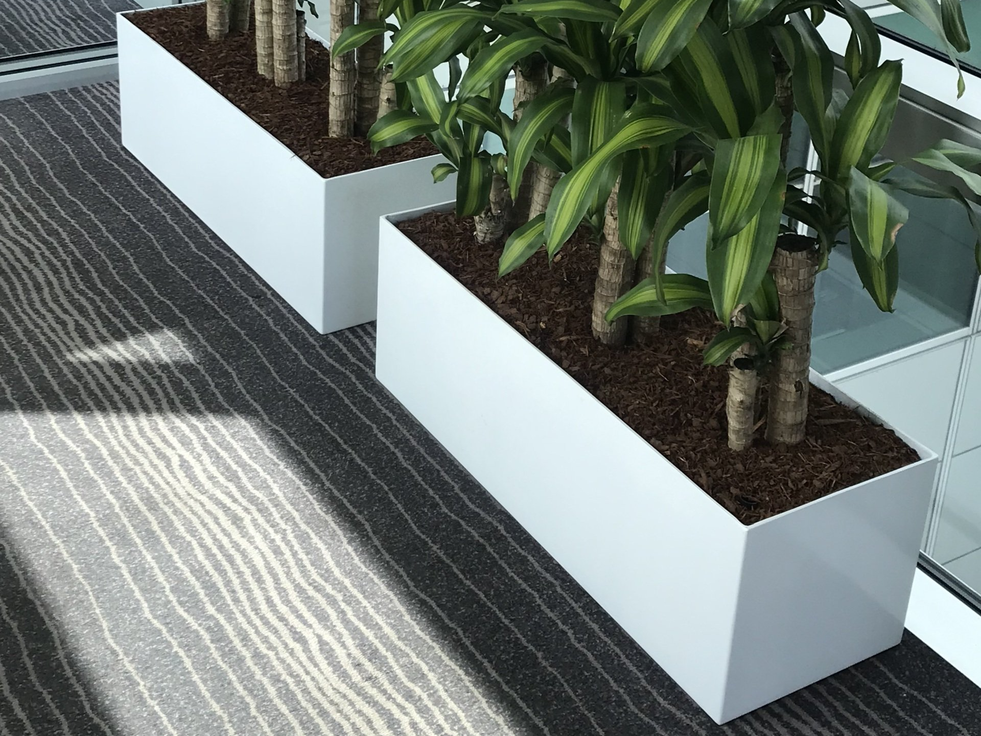 Pine Bark — Gymea Bay, NSW — Office Oasis Indoor Plant Hire