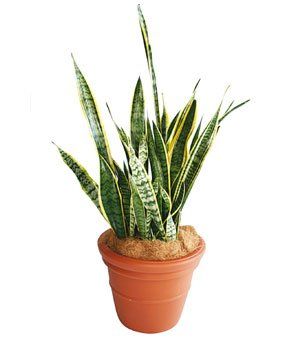 Mother-in-law's Tongue — Gymea Bay, NSW — Office Oasis Indoor Plant Hire