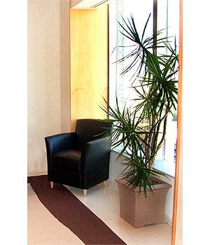 Black Chair and a Free Standing Plant — Gymea Bay, NSW — Office Oasis Indoor Plant Hire
