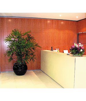 Reception Area with Free Standing Plant — Gymea Bay, NSW — Office Oasis Indoor Plant Hire